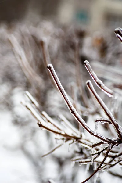 Pioggia gelida, quando il gelo non è neve, ma pioggia, l'acqua si congela sui rami di alberi, foglie e bacche. Un fenomeno naturale raro. Può essere utilizzato per illustrare l'inverno, gelo e anomalie naturali . — Foto Stock