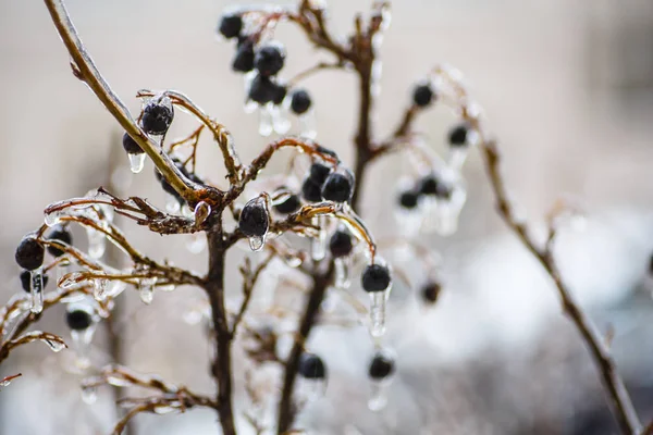 Gefrierregen, wenn Frost nicht Schnee, sondern Regen ist, gefriert Wasser o — Stockfoto