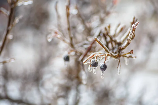 Yağmur, frost kar değil, ama o yağmur, su donuyor — Stok fotoğraf