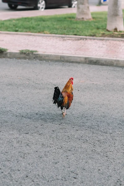 Galo colorido com penas bronzeadas, azuis e verdes correndo pela estrada na cidade entre os carros . — Fotografia de Stock