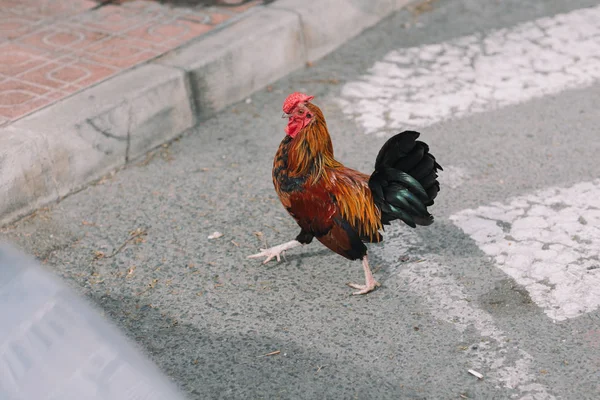五颜六色的公鸡, 有晒黑、蓝色和绿色的羽毛, 在城市的路上, 在汽车中奔跑. — 图库照片