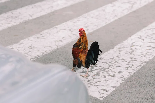 五颜六色的公鸡, 有晒黑、蓝色和绿色的羽毛, 在城市的路上, 在汽车中奔跑. — 图库照片