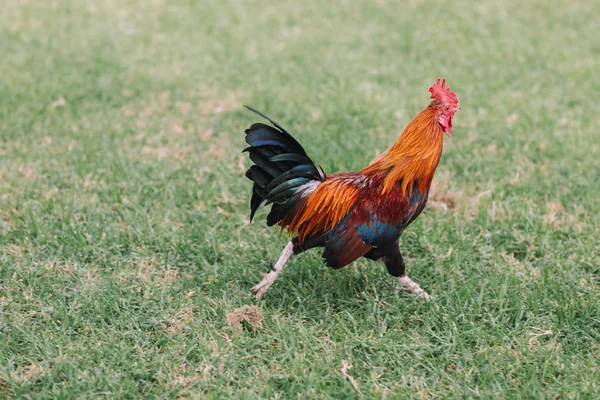Colorful rooster with tan, blue and green feathers running around the grass in the Park. — Stock Photo, Image