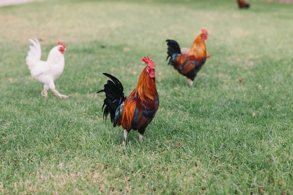 公園の芝の周り実行しているいくつかの鶏の羽のタン、青、緑でカラフルなオンドリ. — ストック写真