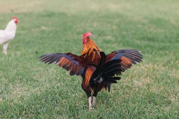 Colorful rooster with tan, blue and green feathers running around the grass in the Park. — Stock Photo, Image