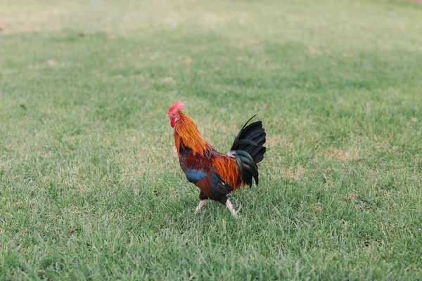 Colorful rooster with tan, blue and green feathers running around the grass in the Park. — Stock Photo, Image