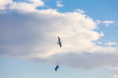 Bulutlu gökyüzü arka plan üzerinde uçan martı