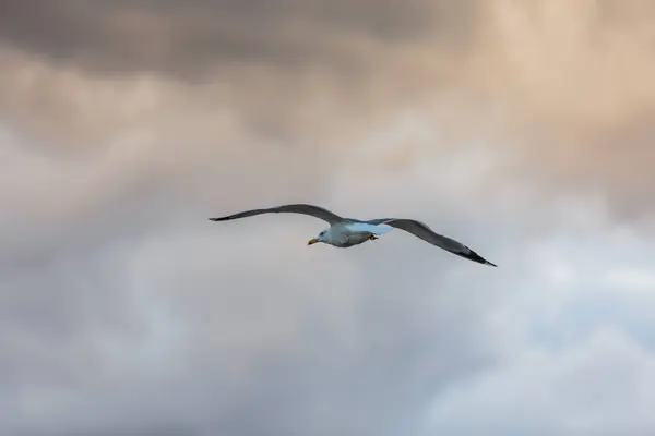 Gaviota volando sobre el fondo del cielo con nubes —  Fotos de Stock