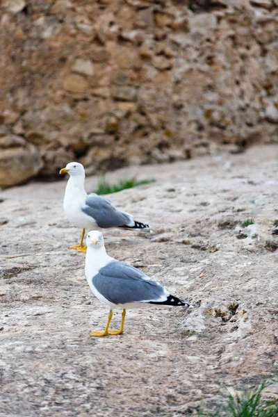 Seagull standing on the rocks against the sea — Stock Photo, Image
