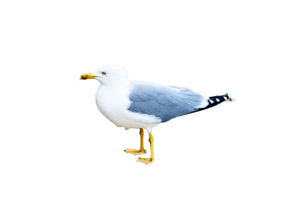 Seagull stands isolated image — Stock Photo, Image