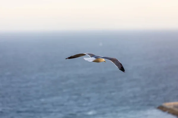 Gaviota volando sobre el fondo del cielo con nubes —  Fotos de Stock