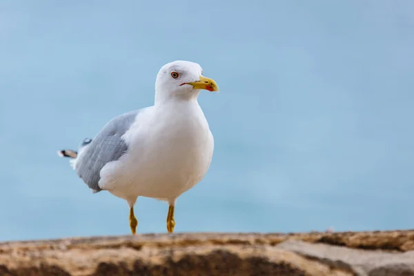 Gaviota de pie sobre las rocas contra el mar —  Fotos de Stock