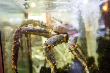 Canlı kral yengeç restoranda akvaryumda oturuyor. Bea