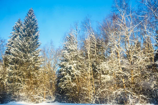 Escarcha. Bosque de invierno iluminado por el sol fuera de la ventana del tr —  Fotos de Stock
