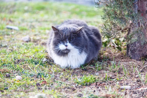 Fluffy black cat sleeping under a tree on the grass. — Stock Photo, Image