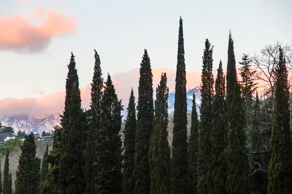 Κυπαρίσσια βουνά στο παρασκήνιο και σύννεφα που φωτίζεται από ου — Φωτογραφία Αρχείου