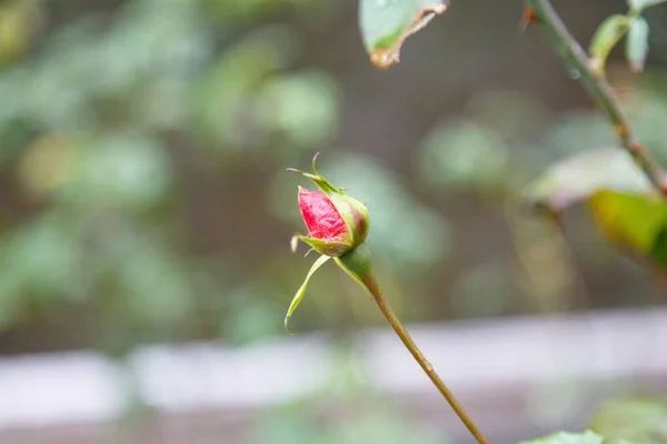 Dried rose on the Bush. Late in the fall. — Stock Photo, Image