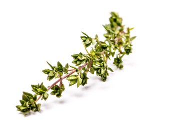 Yalan değil izole beyaz bir arka plan üzerine dal taze kekik.