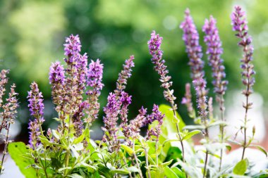 Sage yeşil orman arka plan üzerinde çiçek açmış. Yaz.