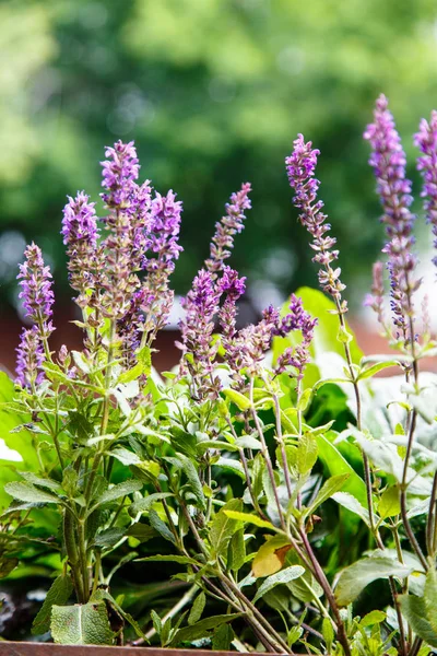 Salvia floreciente sobre un fondo de bosque verde. Verano . — Foto de Stock