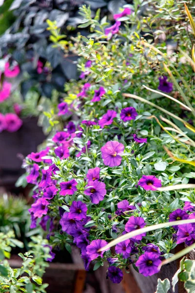 Flores de Petunia púrpura crecen en un macizo de flores . — Foto de Stock