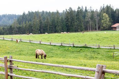 Siz ile büyümüş dağlarda Çayırlığında otlayan atlar