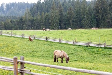 Siz ile büyümüş dağlarda Çayırlığında otlayan atlar