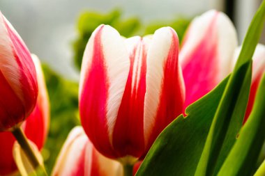 Yakın çekim. Penceresinde bir vazoda kırmızı lale vardır.
