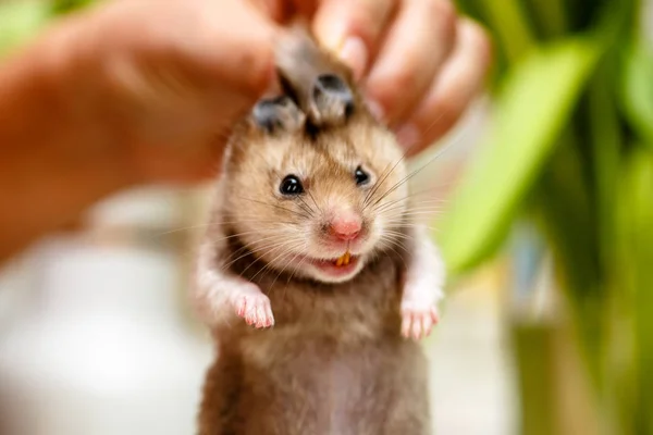 Der syrische hamster, furchterregendes gesicht mit zähnen — Stockfoto