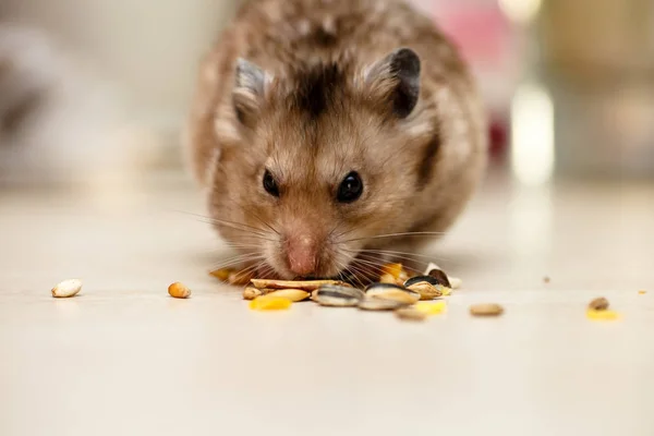Syrian hamster eating grains, nuts and corn. — Stock Photo, Image