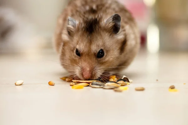 Tahıllar, fındık ve Mısır yeme Suriye hamster.