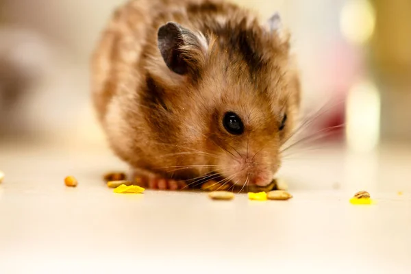 Tahıllar, fındık ve Mısır yeme Suriye hamster.