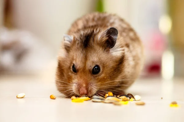 Tahıllar, fındık ve Mısır yeme Suriye hamster.