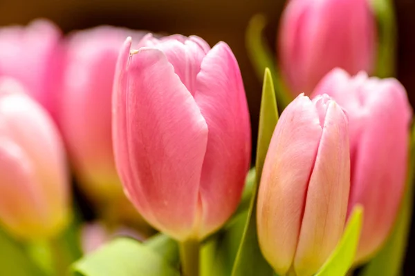 Close-up . Pink tulips are in the vase. — Stock Photo, Image