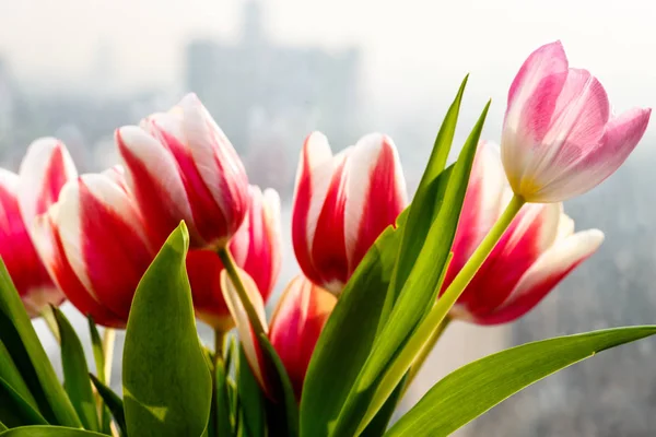 Close-up. Red tulips are in a vase on the window. — Stock Photo, Image
