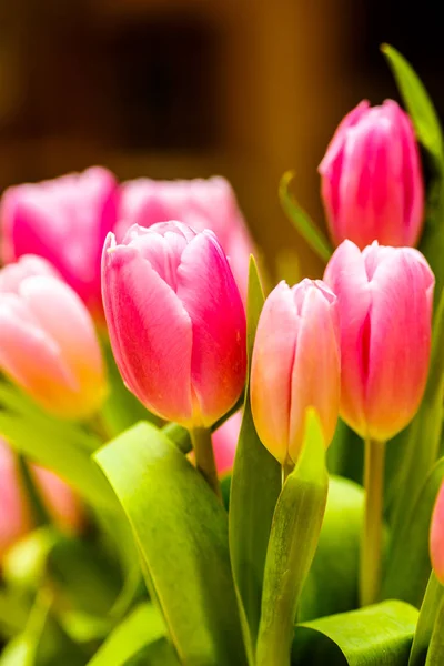 Close-up . Pink tulips are in the vase. — Stock Photo, Image