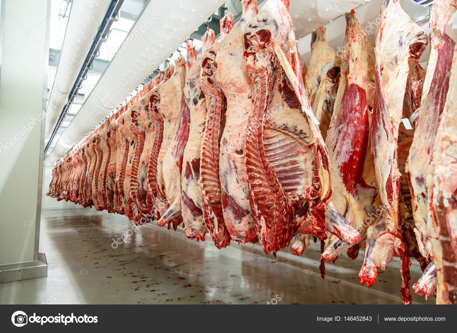 The meat processing plant. carcasses of beef hang on hooks. — Stock Photo ©  milanchikov #146452843