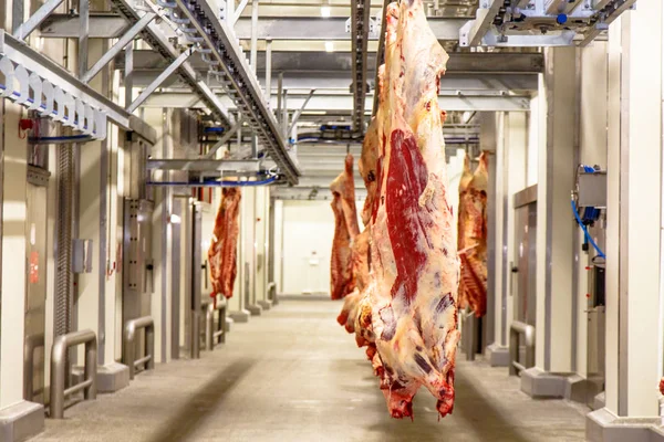 The meat processing plant. carcasses of beef hang on hooks.