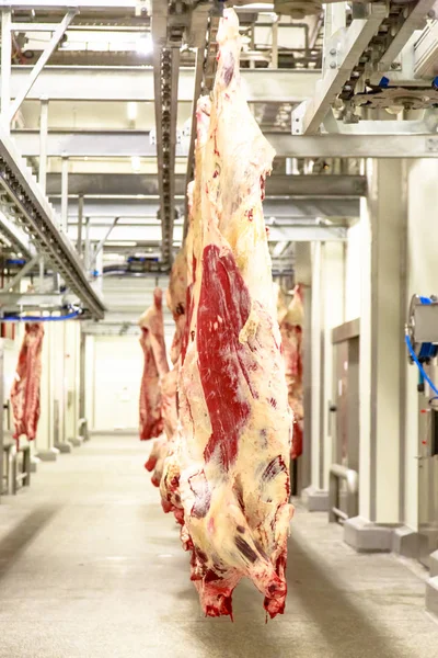 Het verwerkingsbedrijf van vlees. karkassen van rundvlees hangen af van haken. — Stockfoto