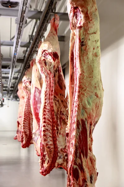 Het verwerkingsbedrijf van vlees. karkassen van rundvlees hangen af van haken. — Stockfoto