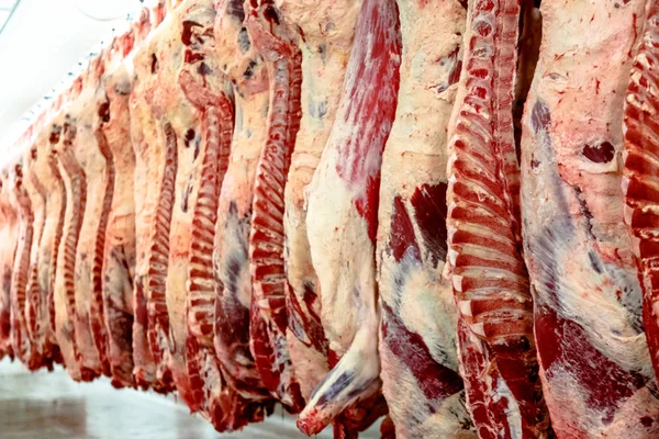 L'impianto di lavorazione della carne. le carcasse di manzo pendono su ganci . — Foto Stock