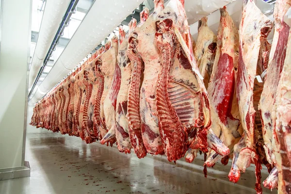 The meat processing plant. carcasses of beef hang on hooks. — Stock Photo, Image