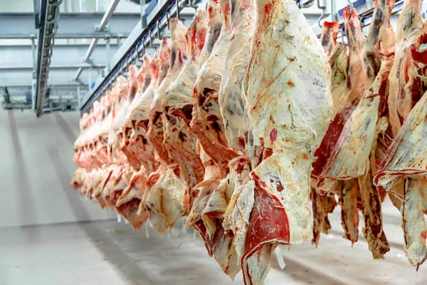 The meat processing plant. carcasses of beef hang on hooks.