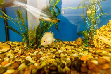 Yüzmek içinde belgili tanımlık akvaryum balık ve görüntülenecek kadar istemiyorum.