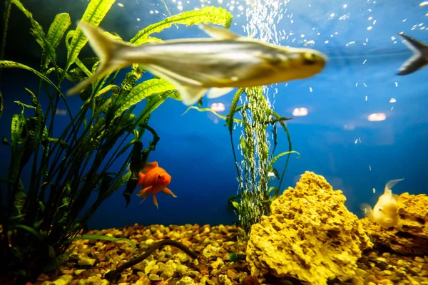 I pesci nuotano nell'acquario e non vogliono essere fotografati . — Foto Stock