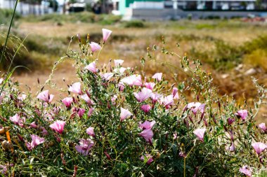 Birçok Alan gündüzsefası (Convolvulus althaeoid çiçek