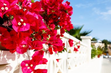 Çalılar Begonvil bloom bir beyaz taş duvara. Yaz, S
