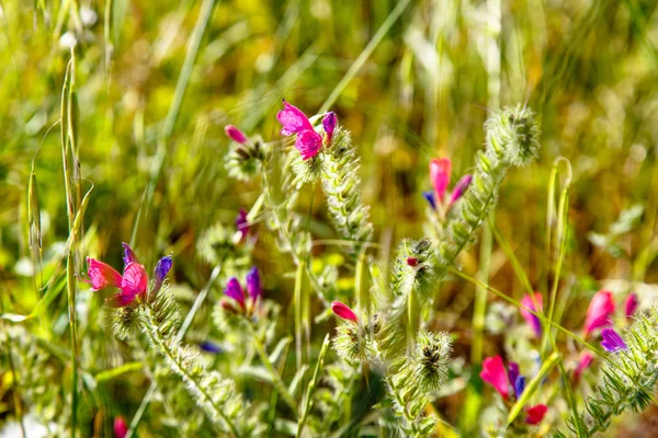 ヒルガオ (ヒルガオ althaeoid フィールドの花の多く — ストック写真