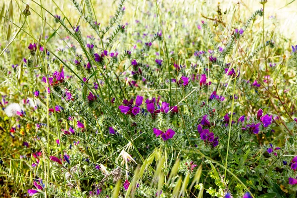 ヒルガオ (ヒルガオ althaeoid フィールドの花の多く — ストック写真