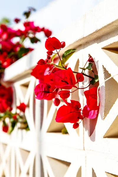 Shrubs Bougainvillea bloom against a white stone wall. Summer, S — Stock Photo, Image